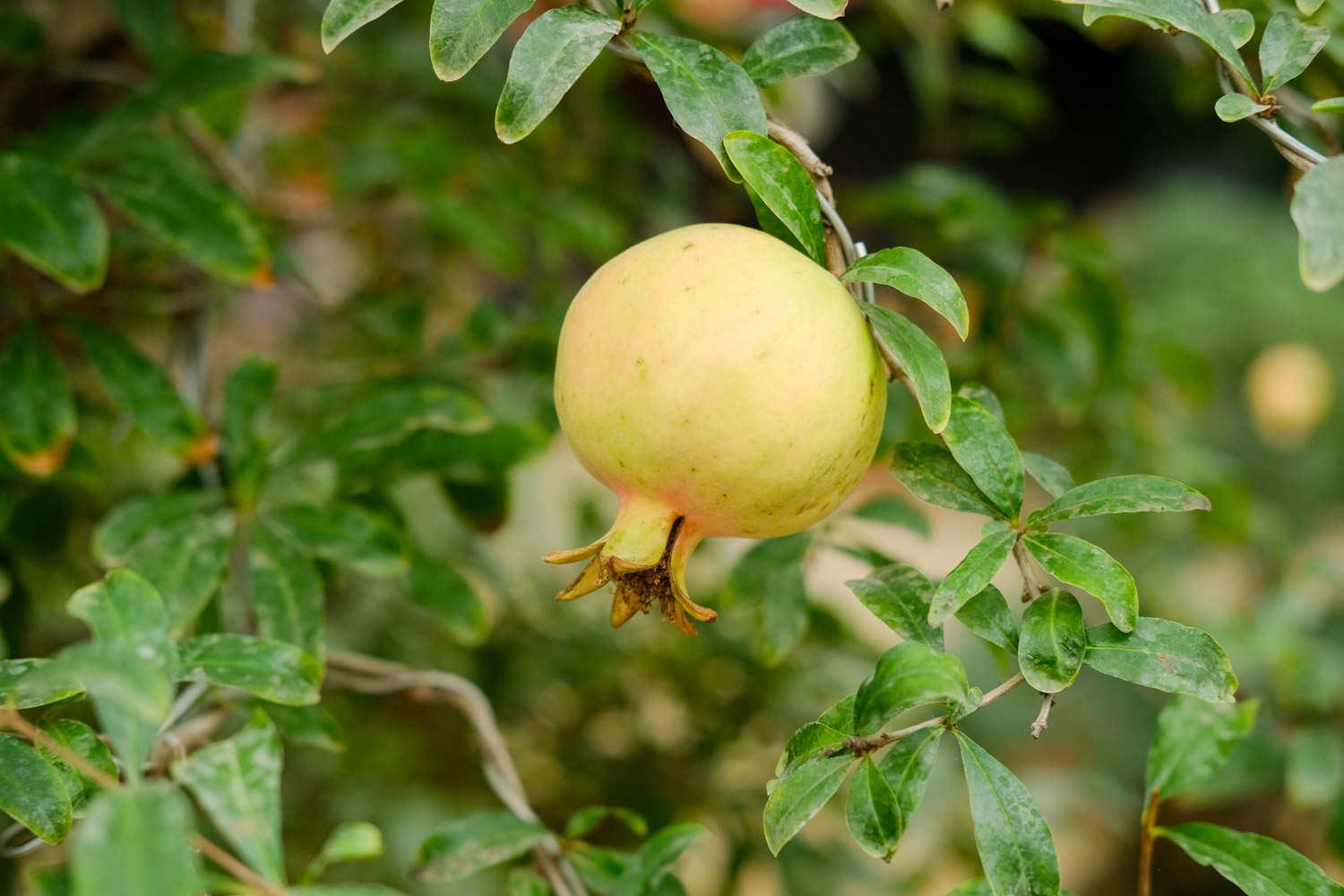 Pomegranate