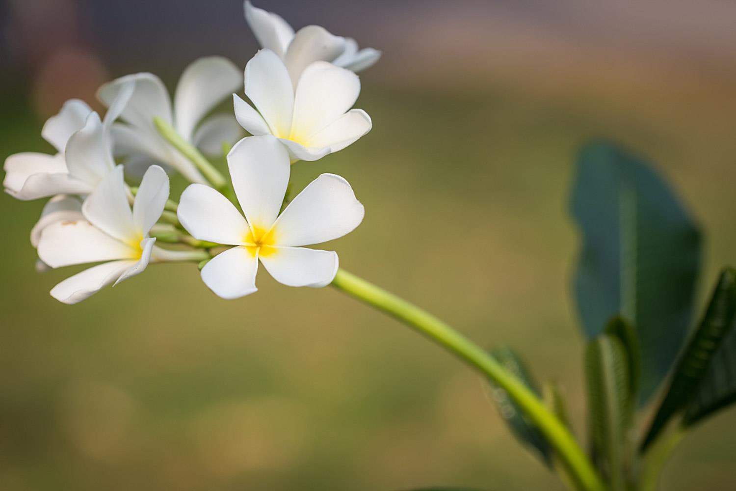 Frangipani