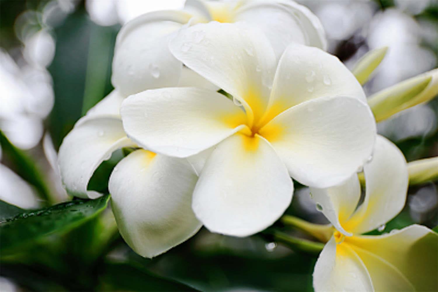 Plumeria