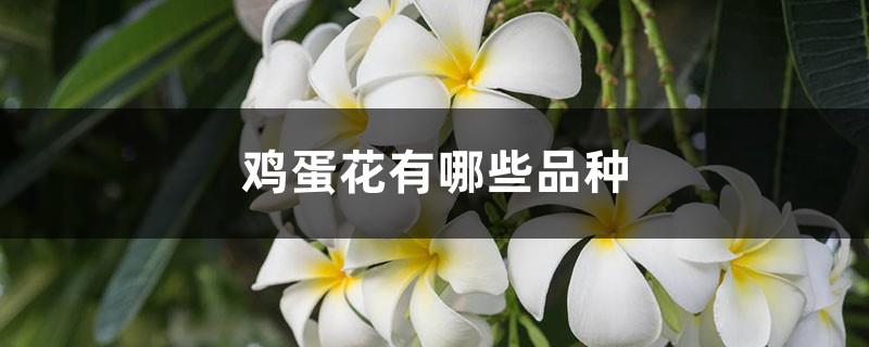 What are the varieties of Plumeria