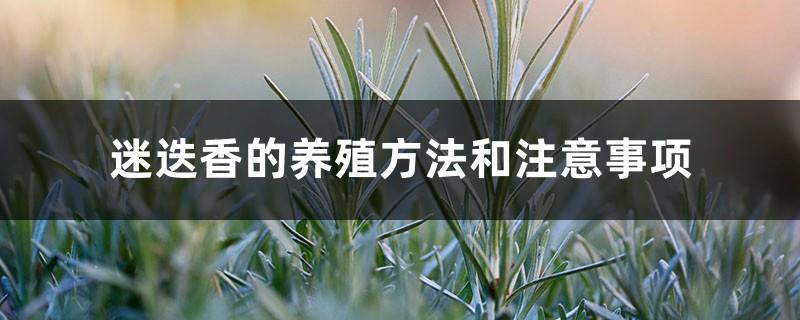 Rosemary cultivation methods and precautions