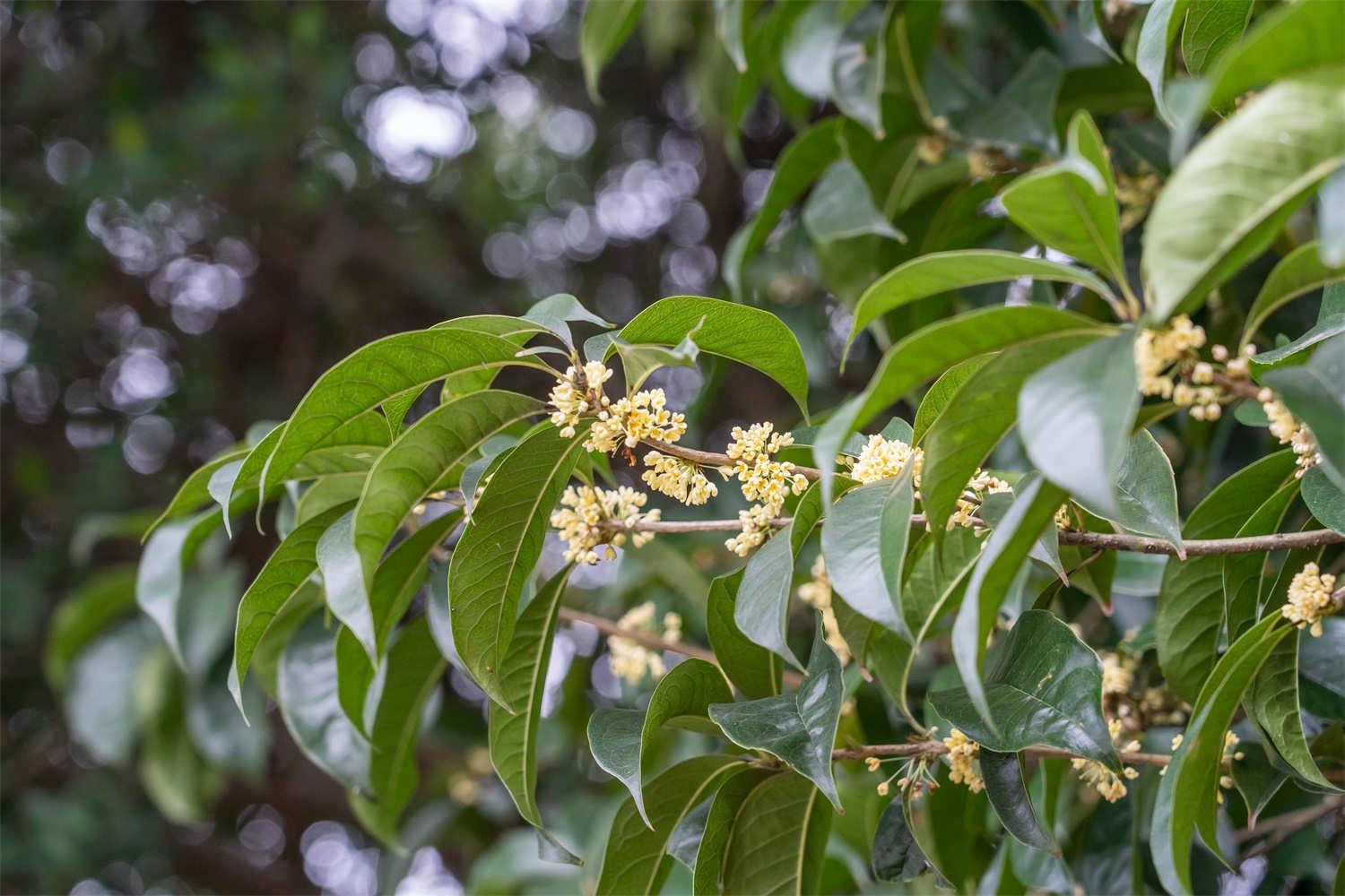 Osmanthus