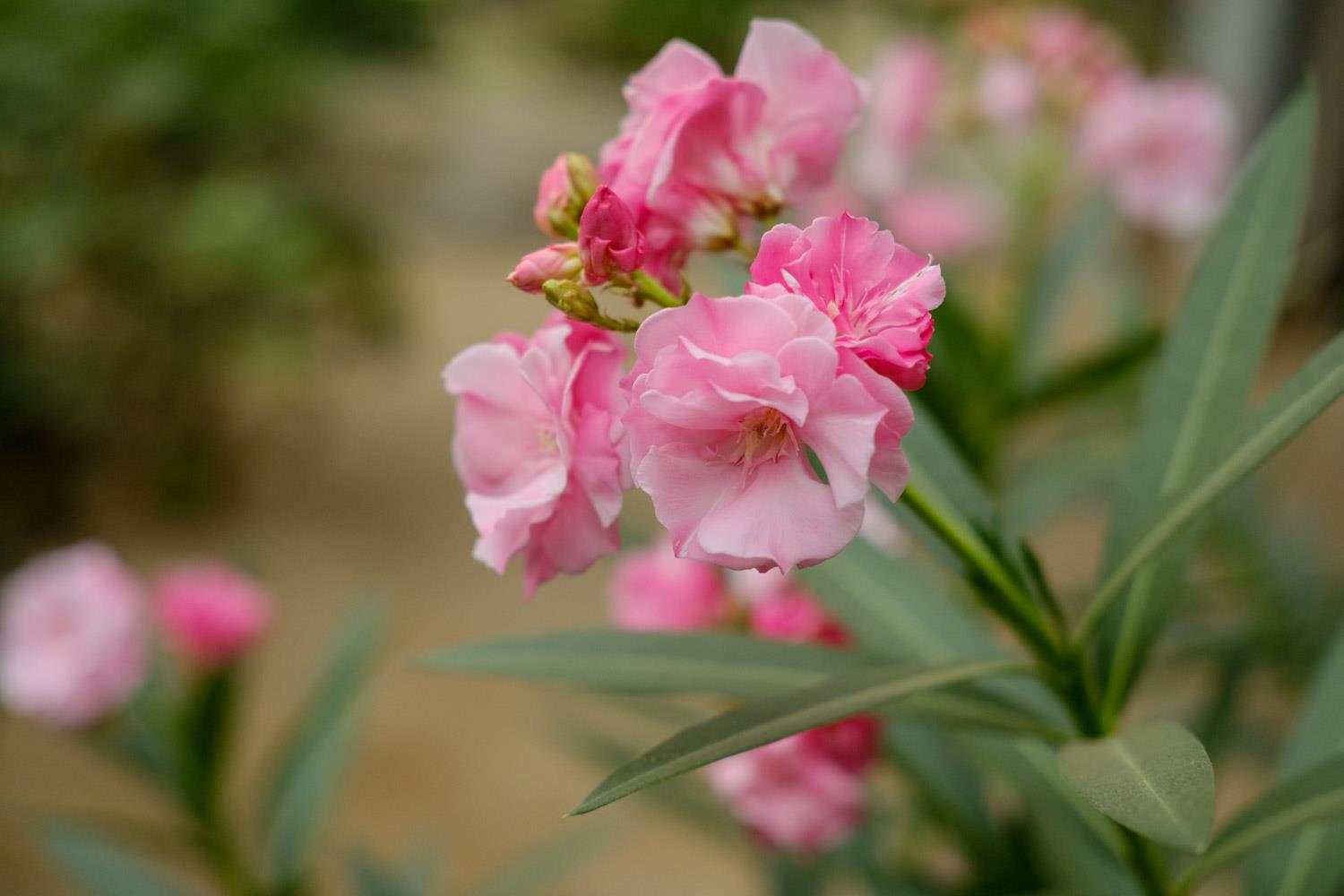 Oleander