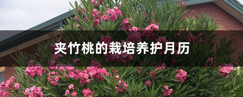 Oleander Cultivation and Care Monthly Calendar