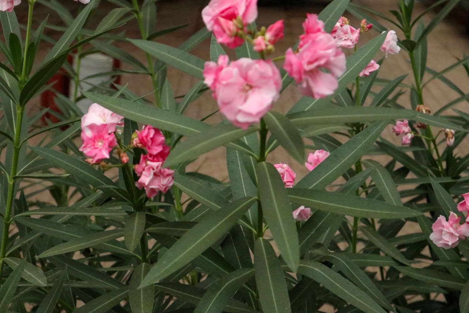 Oleander