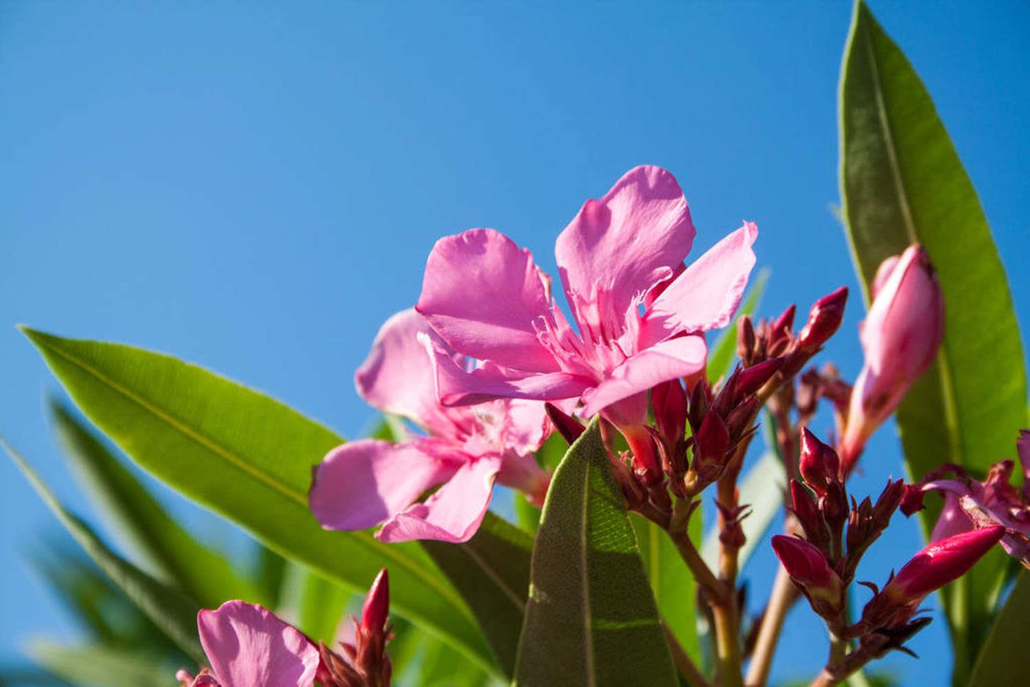 Oleander