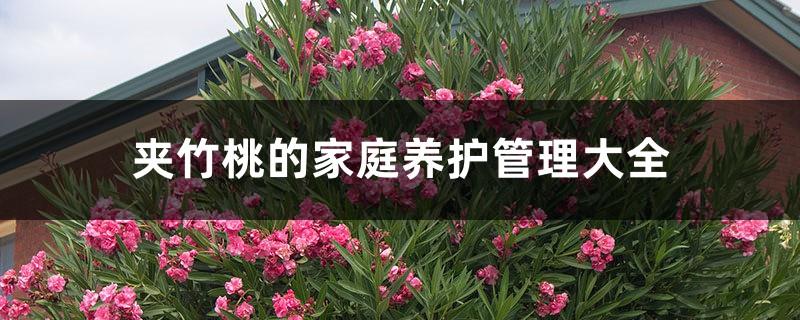 A Complete Collection of Home Care and Management of Oleander