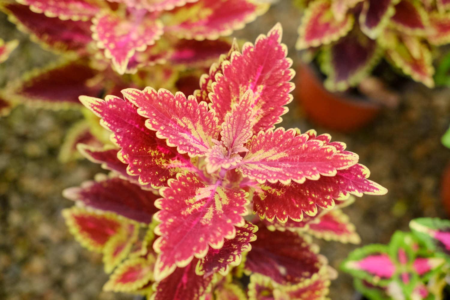 Coleus