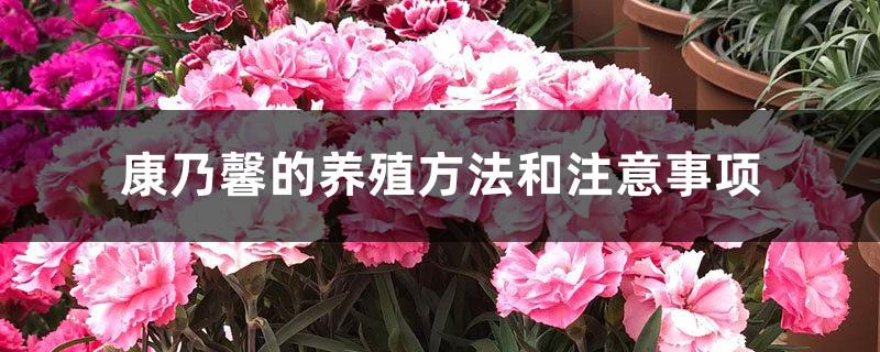 Carnation cultivation methods and precautions