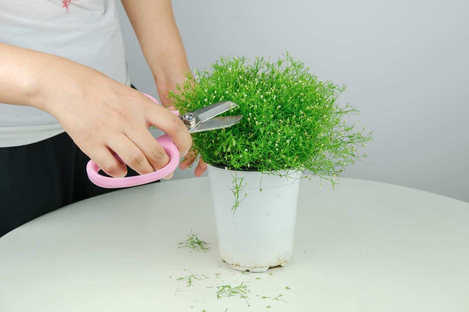 Gypsophila