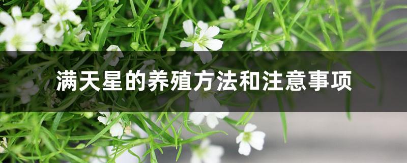 Gypsophila Breeding Methods and Precautions