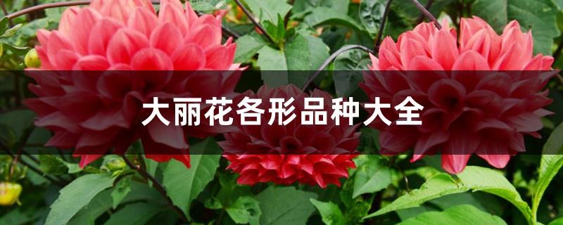 A complete list of dahlia varieties