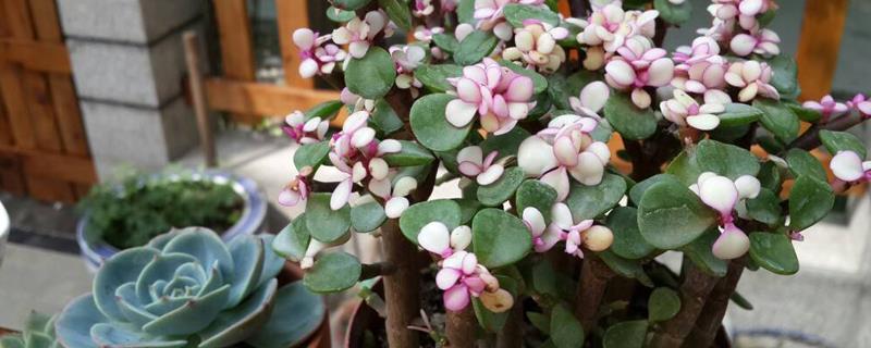 How to grow tree purslane flowers