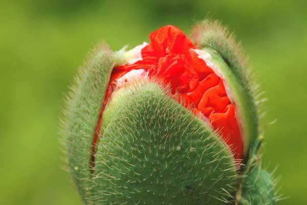 Death Love: Poppy Flower