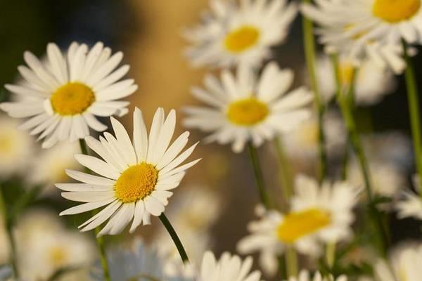 Characteristics and Flower Language of Chamomile