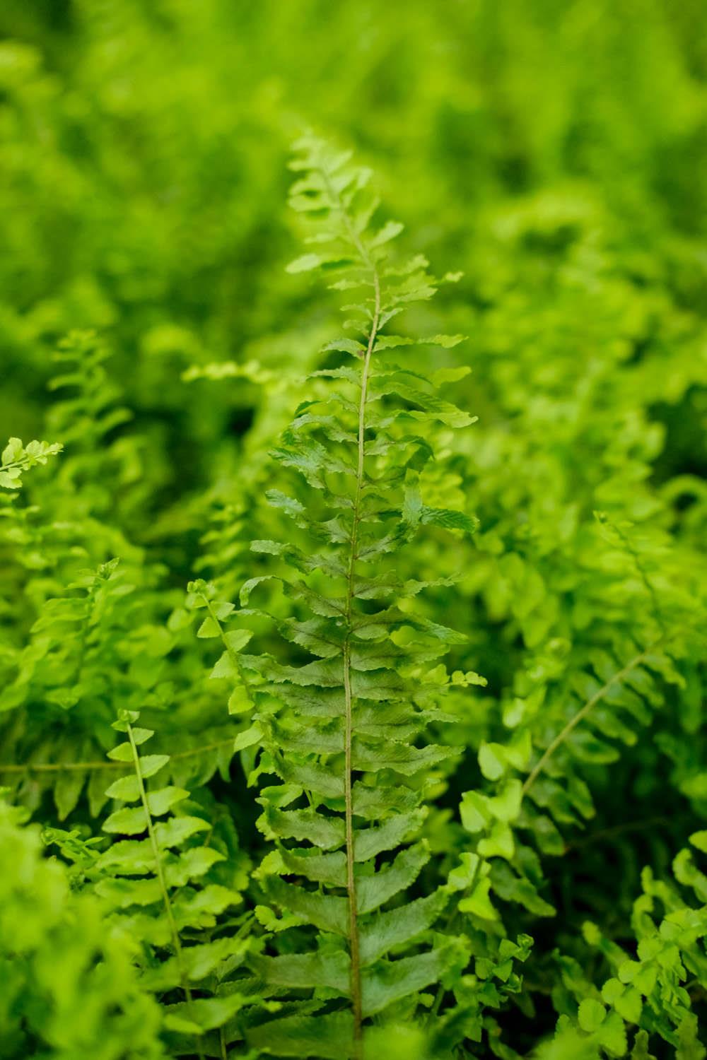 Boston Fern