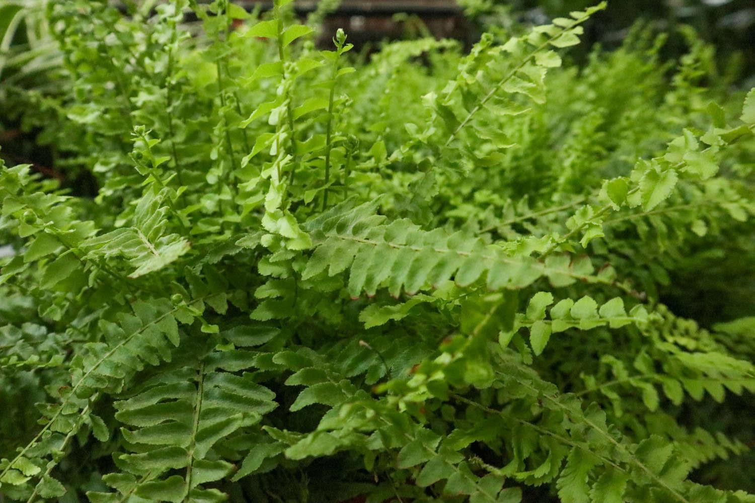 Boston Fern