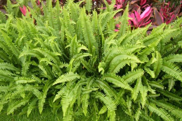 Boston Fern cultivation methods and precautions