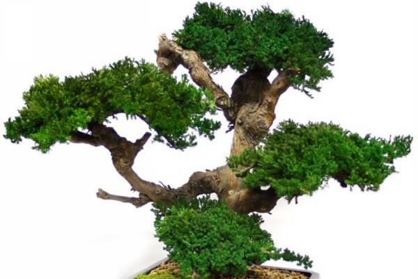 Five bonsai styling skills, learn them quickly!