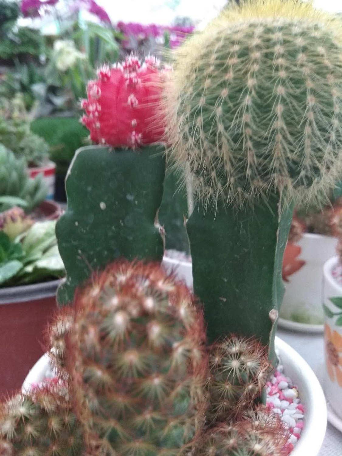 Cactus