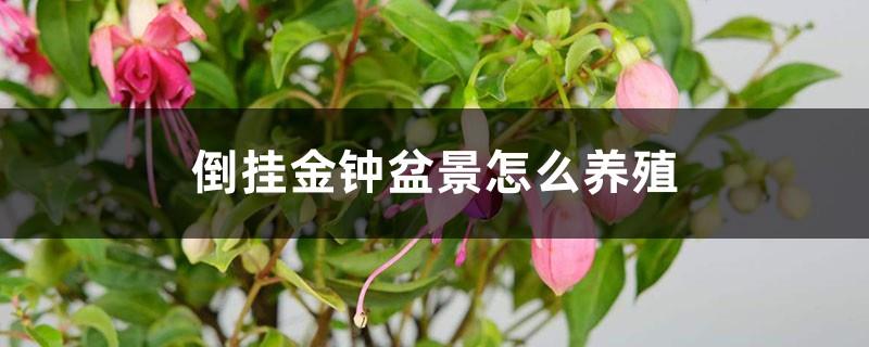 How to breed fuchsia bonsai