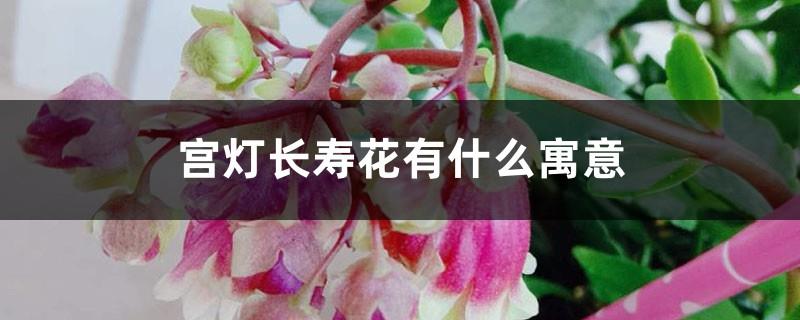 What does the palace lantern longevity flower mean?