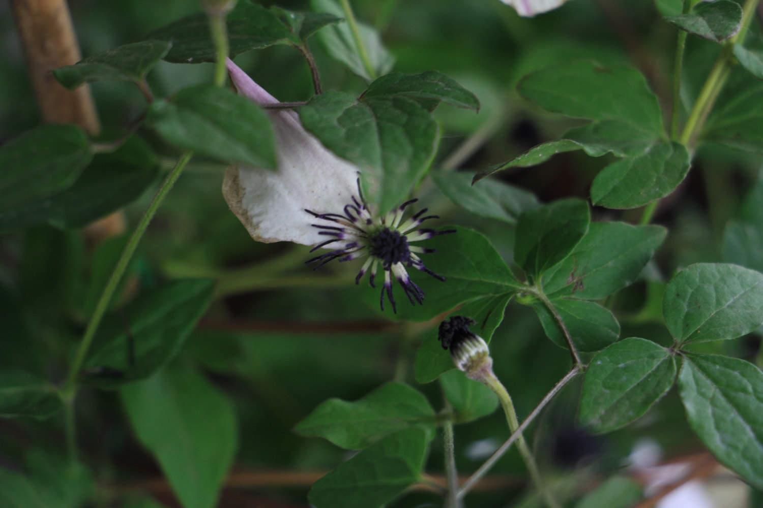 clematis