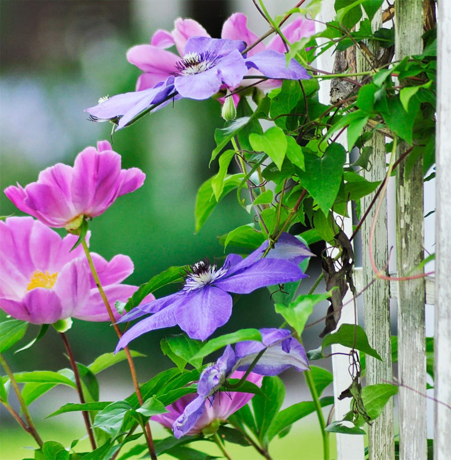 clematis