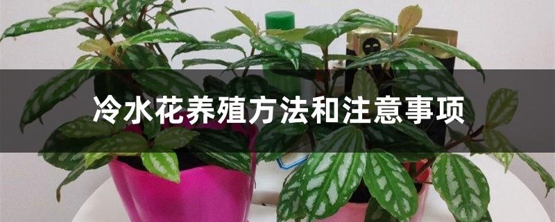 Cold water flower cultivation methods and precautions