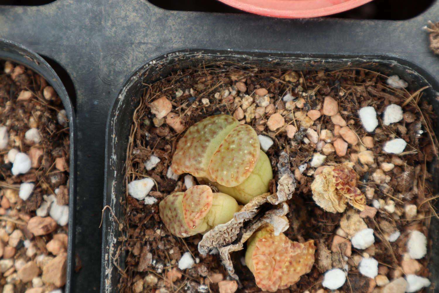 Lithops