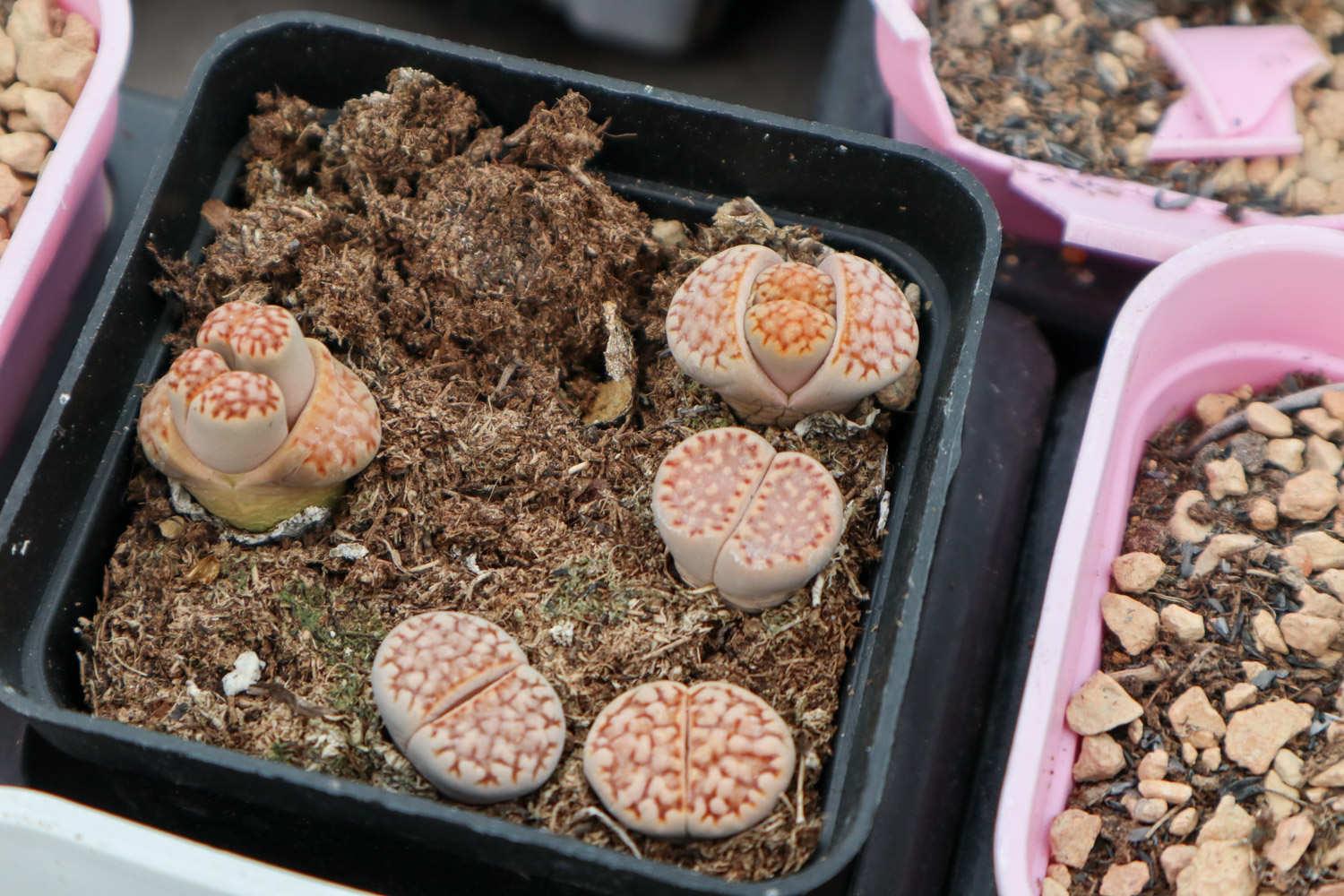 Lithops