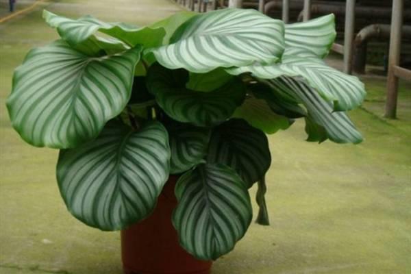 Key points for the care of foliage plants