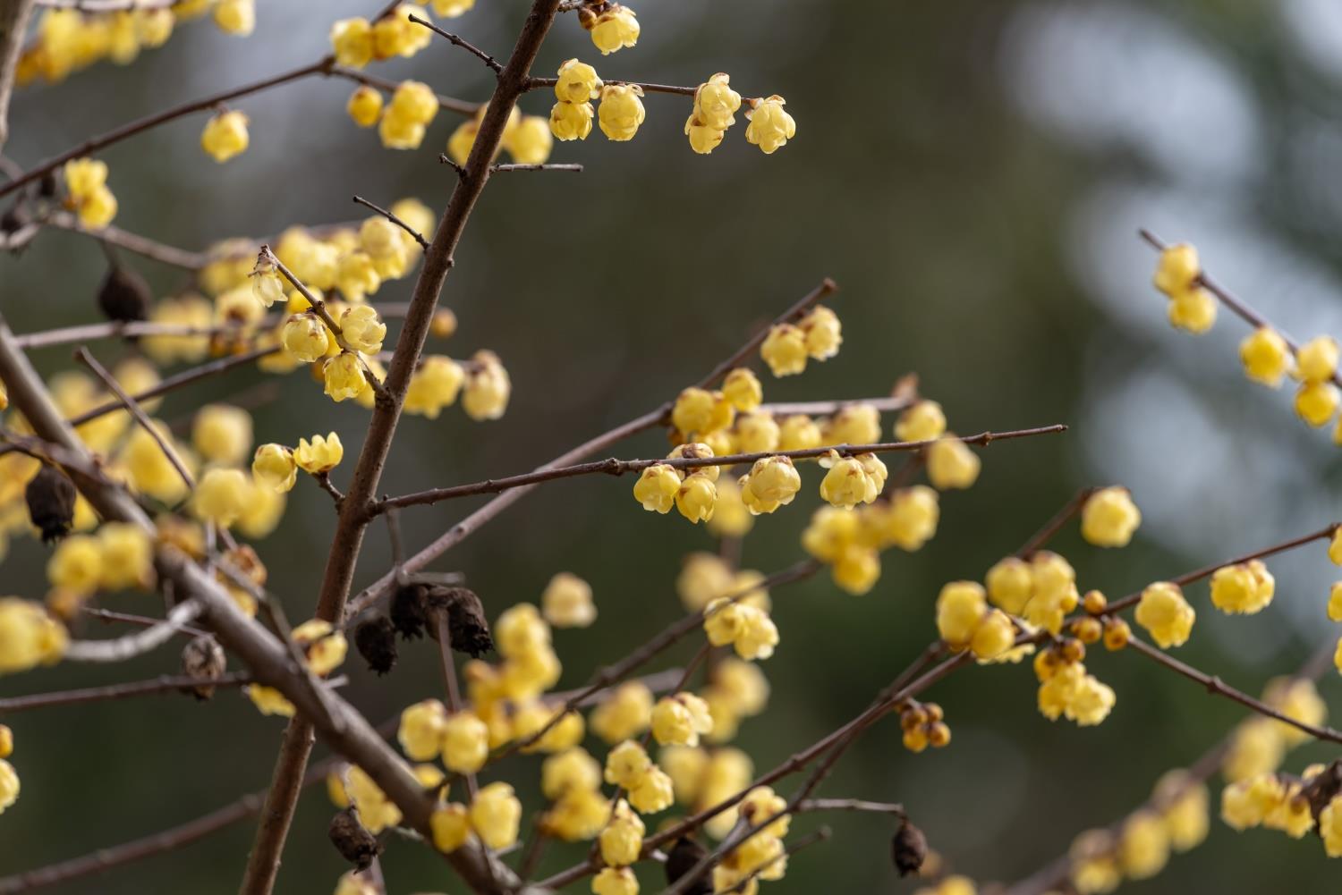  Wintersweet