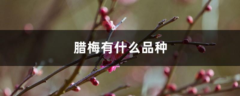 What varieties of wintersweet are there