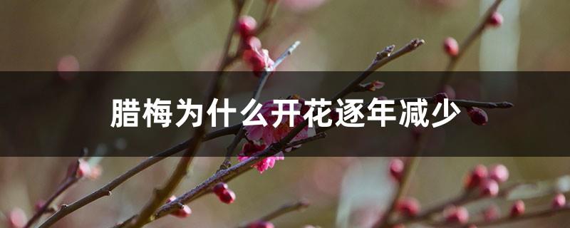 Why the blooming of wintersweet decreases year by year