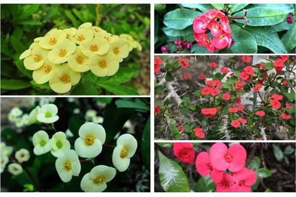 Common varieties of tiger thorn plum