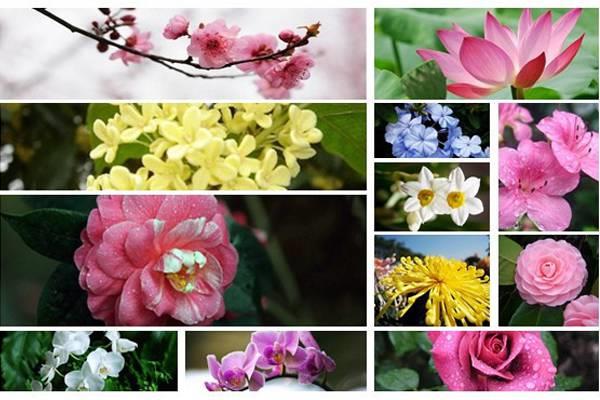 Top Ten Famous Flowers in China