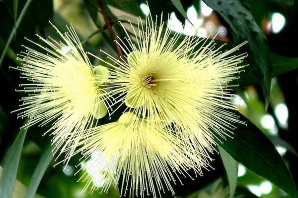 Cultivation methods and precautions for Syzygium sylvestris