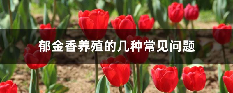 Several common problems in tulip farming