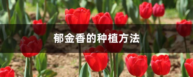 How to grow tulips