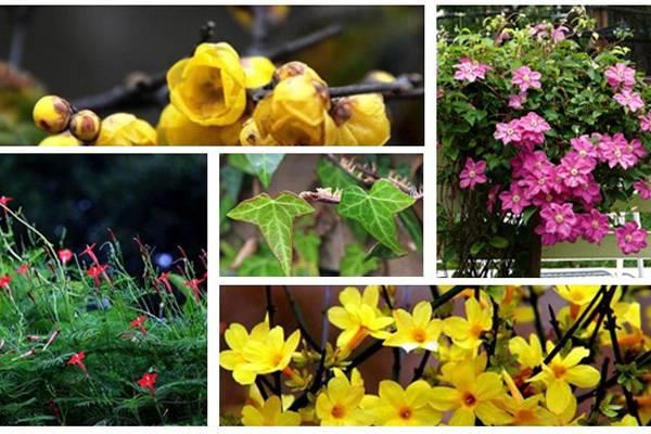 The balcony will not be lonely in winter, plant some vines to call for spring