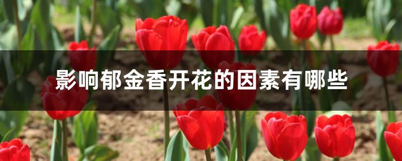 What are the factors that affect tulip blooming