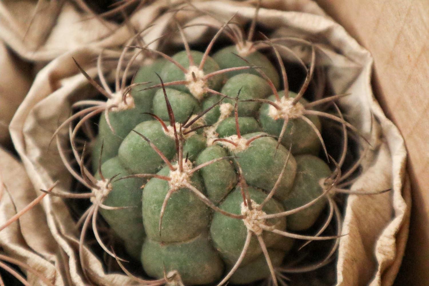 Prickly Pear