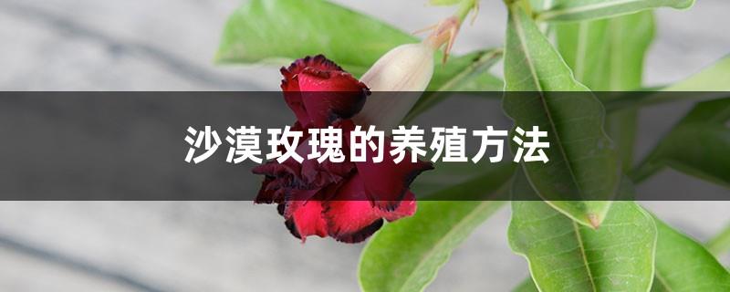 How to breed desert roses