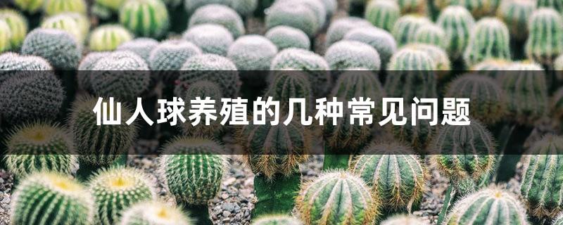 Several common problems in cactus farming