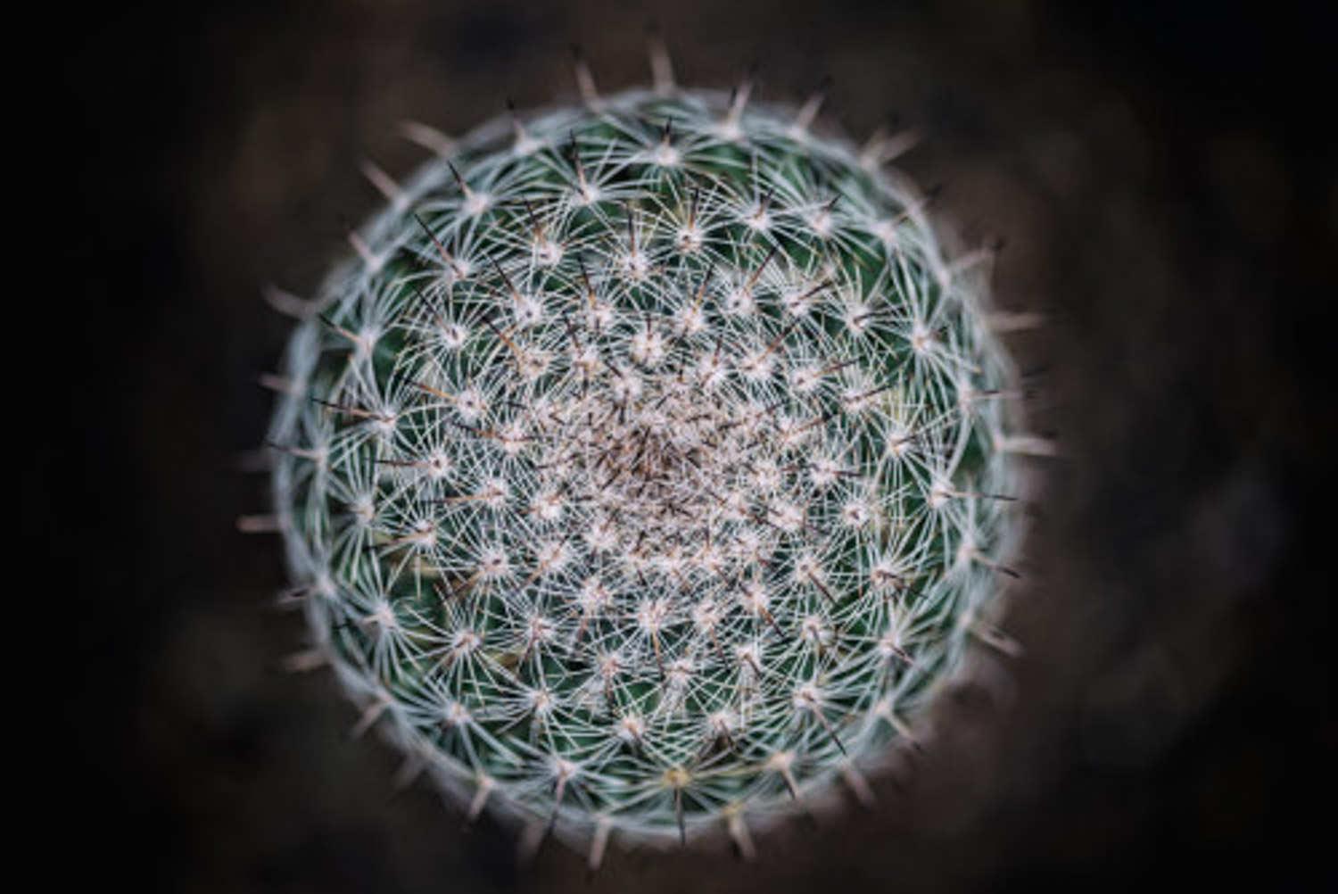 Cactus