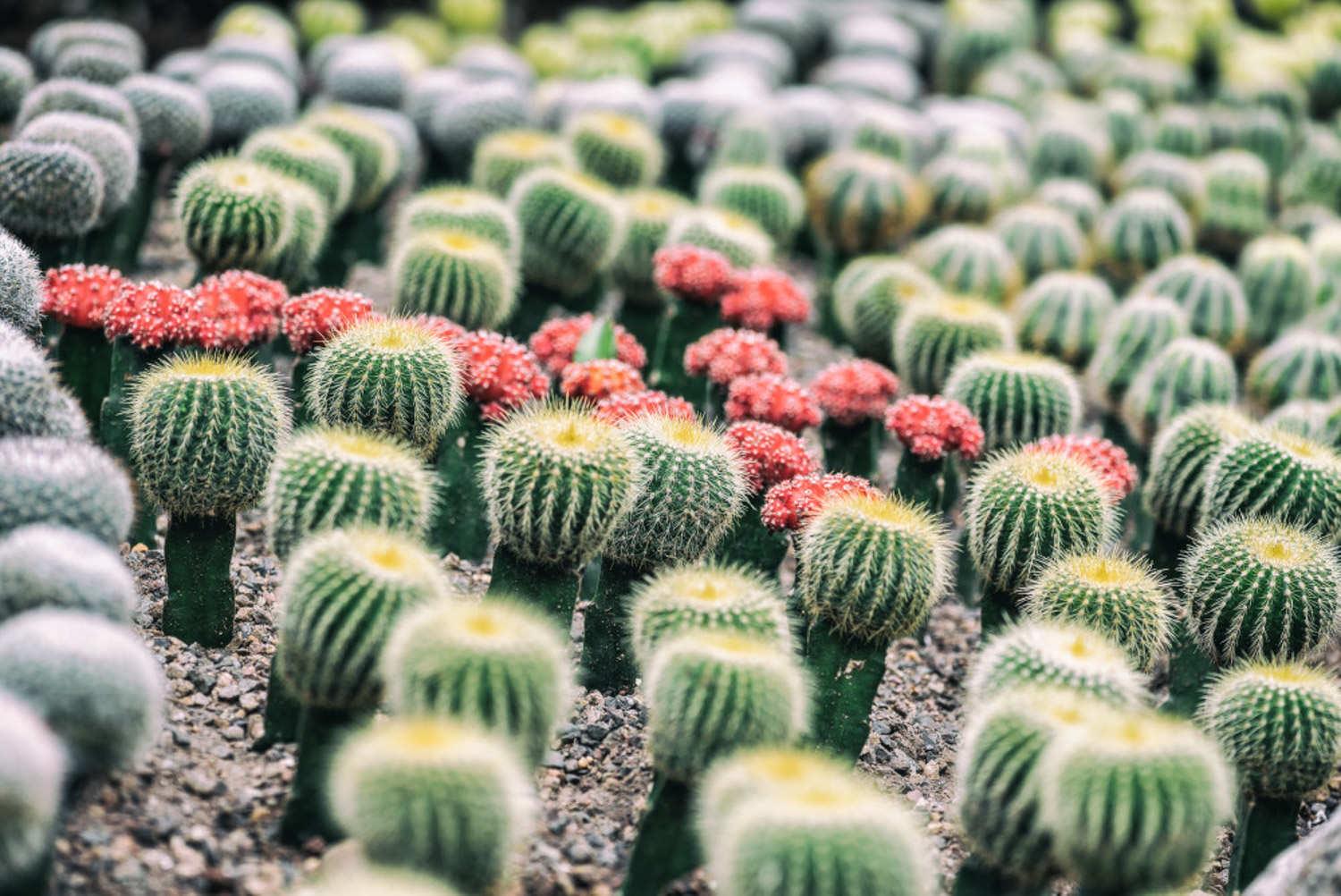 Cactus