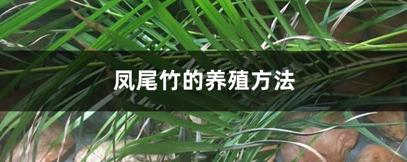 Phoenix Bamboo Breeding Methods