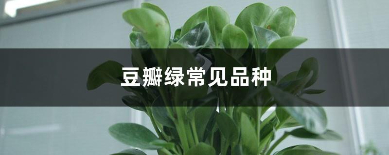 Common varieties of Douban Green