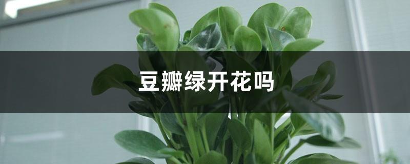 Is Douban Green blooming?